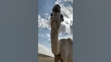 سبحان الله. سوره الغاشية القارى ريان المحيسني