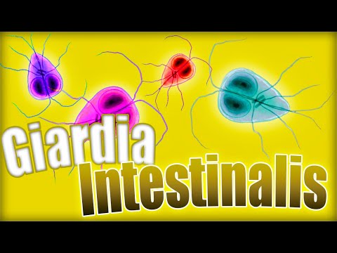 Video: Diarrea Parasitaria (giardiasis) En Hurones