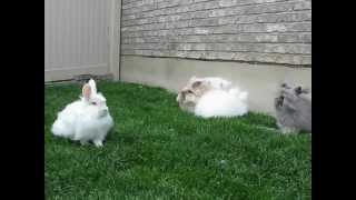 English Angora Rabbit girls playing