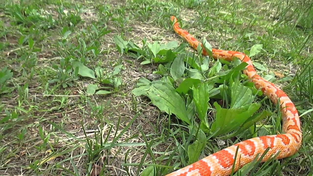 corn snakes habitat WOW ! What's All This Stuff !!