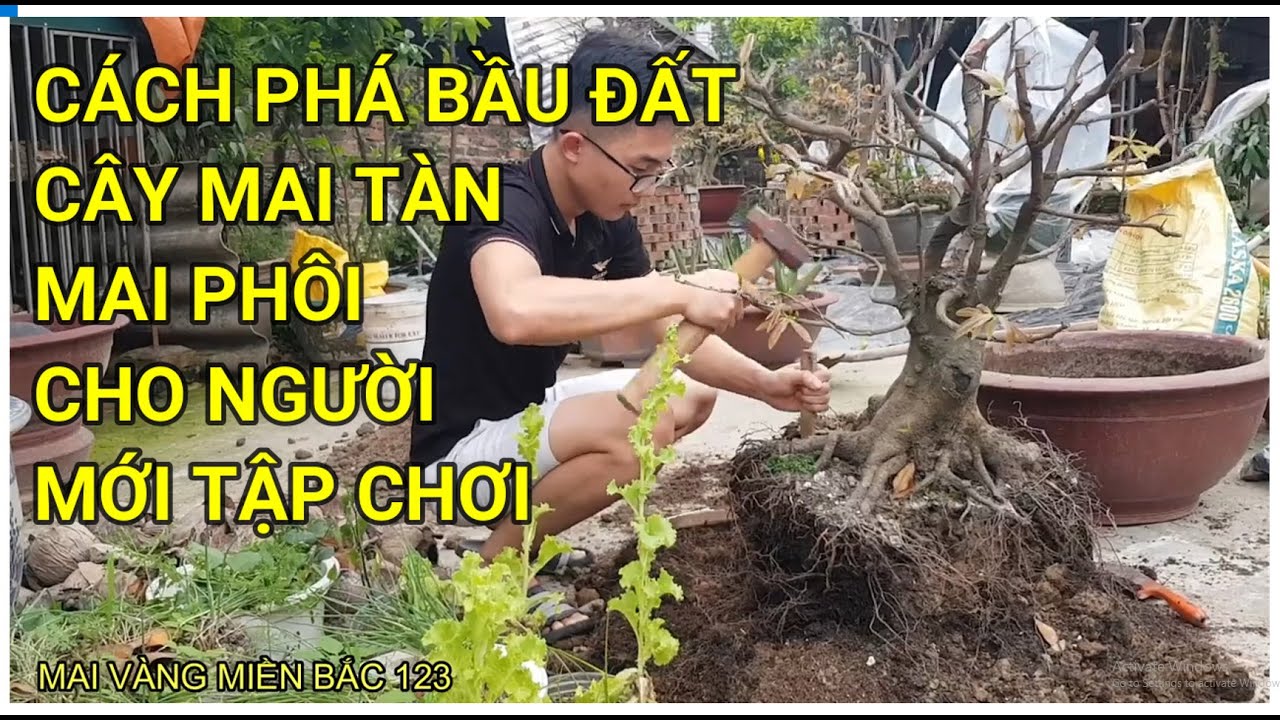 🔴 QBS22193 - CÁCH PHÁ BẦU ĐẤT CÂY MAI MUA TRÊN MẠNG VỀ || CÁCH TRỒNG LẠI CÂY MAI TÀN MUA TRÊN MẠNG