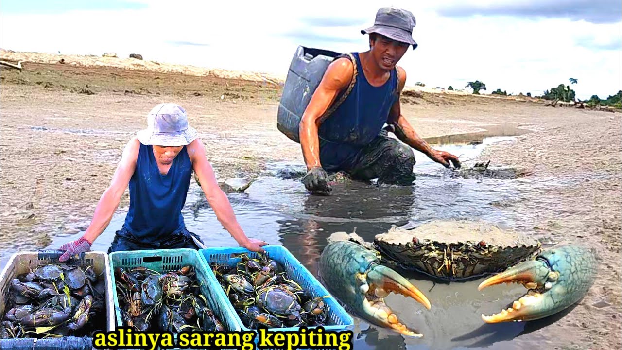 temukan kepiting raksasa saat panen di tambak tradisional