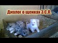 Диалог о щенках Западно-сибирских лаек