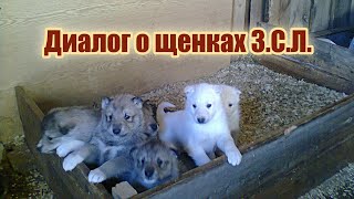 Диалог о щенках Западно-сибирских лаек