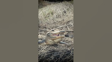 Thumbnail of Ever see an Alligator Smile?