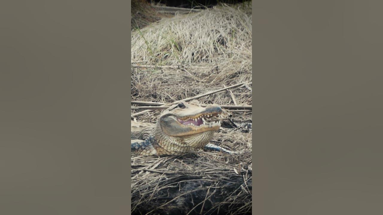 Ever see an Alligator Smile?