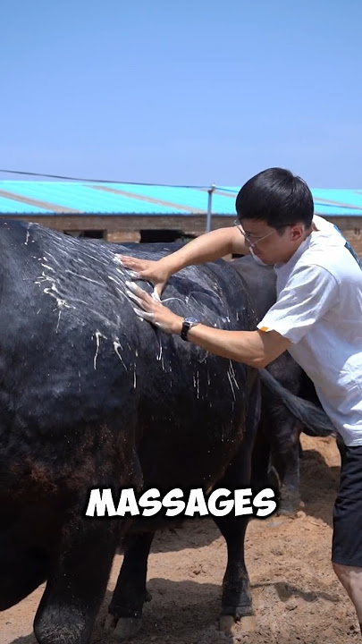 How Japan Treats Wagyu Cows 🐄🇯🇵 #shorts