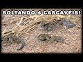 Soltando 4 Cascavéis!!!