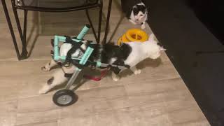 Sammy the Disabled Cat Explores Home in Walkin Wheels Wheelchair!