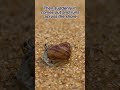 Watch This Little Crab Come Out of Its Shell.. #environment #crab #beach #viral #shortvideo