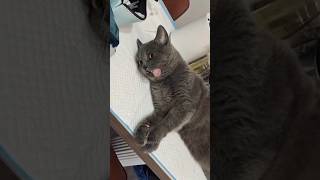 Funny Cats 😹 Episode 56 #Shorts