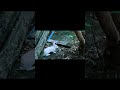 Cute Bunny 🐰 #minivlog #viral #shorts