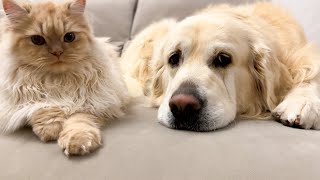 Cat is a Golden Retriever's Best Friend!