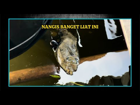 4 HARI MANCING DI RAWA BENDUNGAN CILACAP ll Kompilasi Video Mancing Pusanggala #pusanggala #mancing