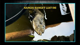 4 HARI MANCING DI RAWA BENDUNGAN CILACAP ll Kompilasi Video Mancing Pusanggala #pusanggala #mancing