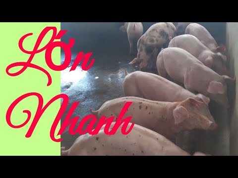 Video: Cách Cho Lợn ăn Năm