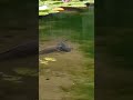 鯉には見えんのだが