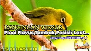 Pleci TAMBAK,FLAVUS,PESISIR LAUT,Wiksar PANCINGAN Pleci BAHAN..!!!