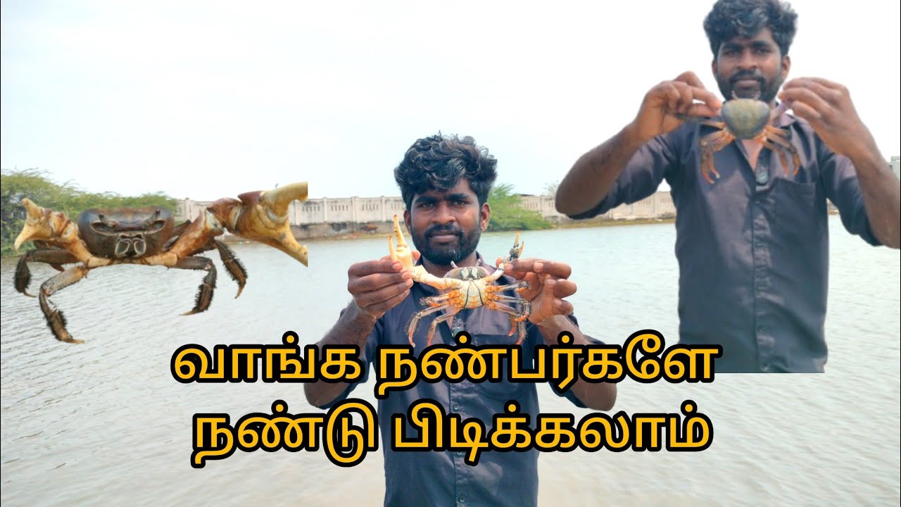 அட எவ்வளவு பெரிய நண்டு 🦀 😱😱 #village# #villageboy2809# ...
