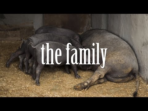 Female pig breast feeding