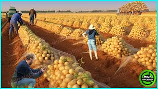 The Most Modern Agriculture Machines That Are At Another Level, How To Harvest Watermelons In Farm▶2