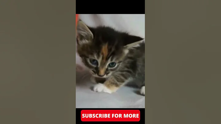 Video 4558071: meowing loudly cats kittens, cute kittens meowing talking, cats meowing talking funny, little kitten meowing, cat cute pets