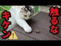 猫がヤバそうな昆虫を発見してしまいました…!
