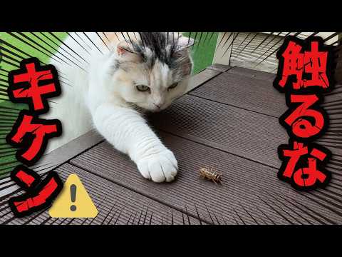 猫がヤバそうな昆虫を発見してしまいました…！