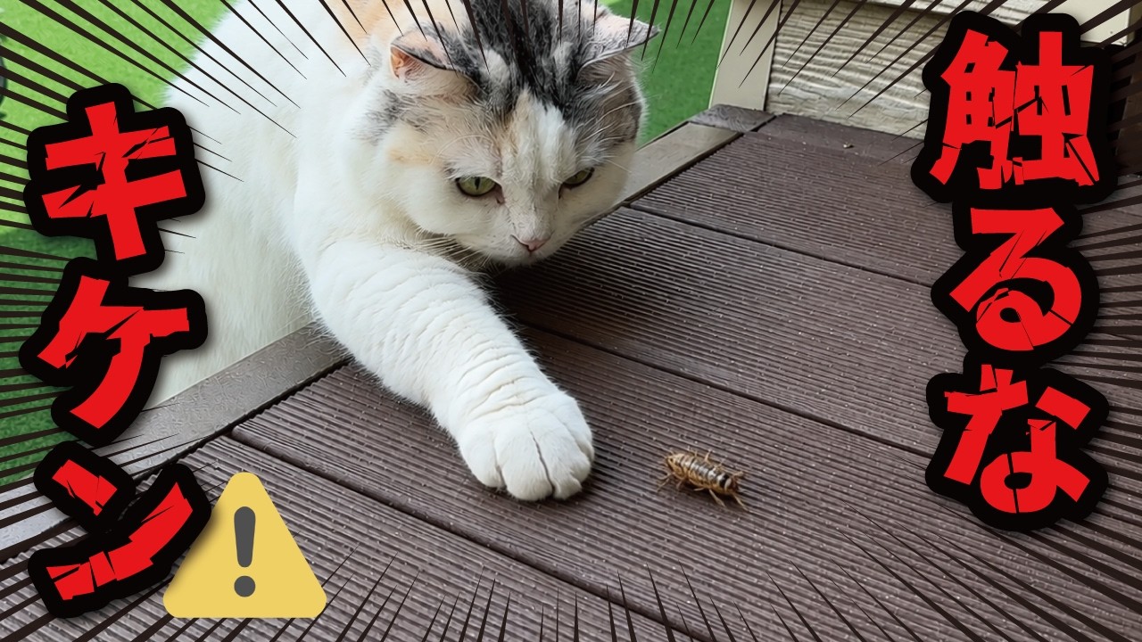 My cat has discovered a dangerous-looking insect! - YouTube