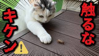 My cat has discovered a dangerous-looking insect! - YouTube