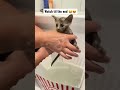 We rescued this kitten just in time…😭😍 #shorts tiktok KaylaAndSamantha