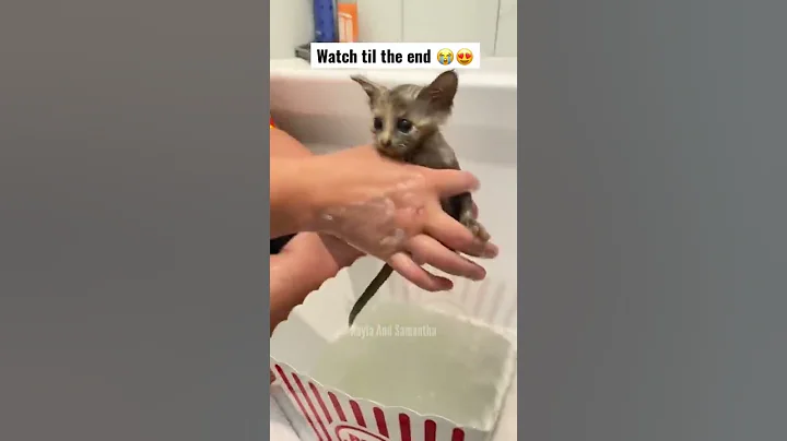 We rescued this kitten just in time…😭😍 #shorts tiktok KaylaAndSamantha - DayDayNews