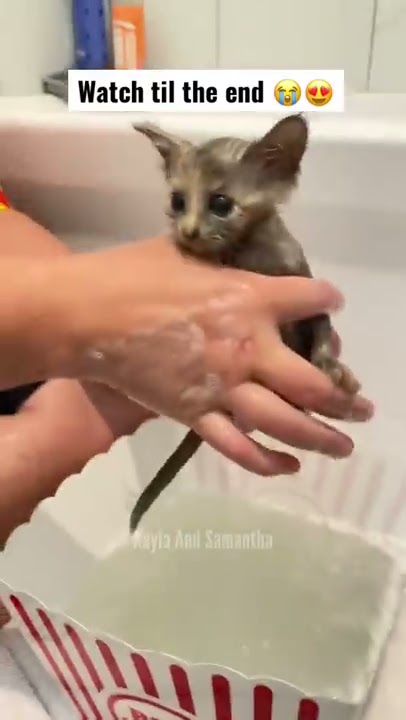 We rescued this kitten just in time…😭😍 #shorts tiktok KaylaAndSamantha