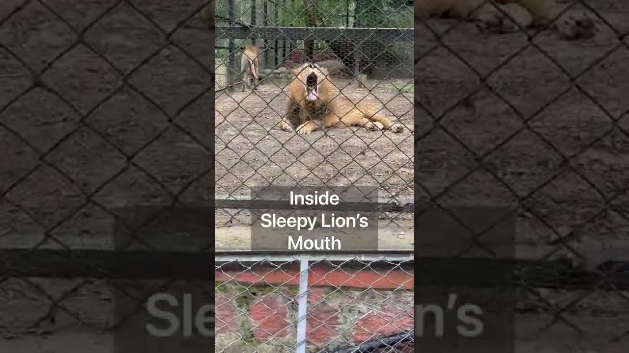 Don’t miss Happy Lion & Deadly Look at the end 