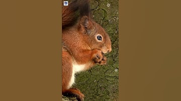 The Busy Little Squirrel: Forest Fun Begins!🍂🐾#animal #viralvideo #Squirrel #tranding #wildlife