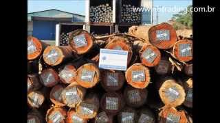 Eucalyptus logs with bark | Unloading | Loading | NBTRADING Brazil