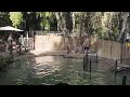 Crocodile Attack Demo Head Shakes And Death Rolls Onlyinaustralia Hartley S Crocodile Adventures Crocodile Attack Demo Head Shakes And Death Rolls Onlyinaustralia Hartley S Crocodile Adventures