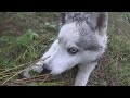 Шерегеш. Прогулка у горной реки. Сибирский хаски. Шерегеш летом.