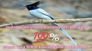 suara pancingan/Pikatan burung tali pocong, 💯% burung liar semua nya mendekat