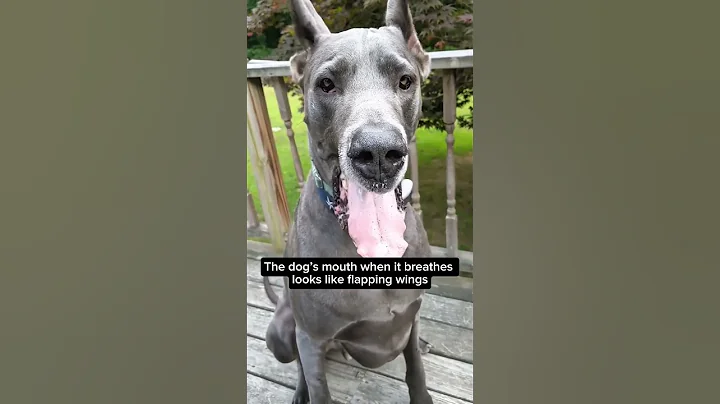 Watch the video about Dogs and Cats Doing the Funniest Things 🤣#cat #dogs #funnycat