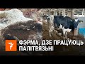 Умовы на беларускай фэрме | Ферма, где работают политзаключенные на «химии»