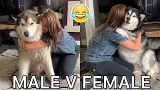 HUGGING YOUR DOG | MALE V FEMALE