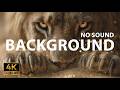 2H Golden Lion King | 4K Majestic Close-Up Ambience (No Sound) #background #screensaver #4k