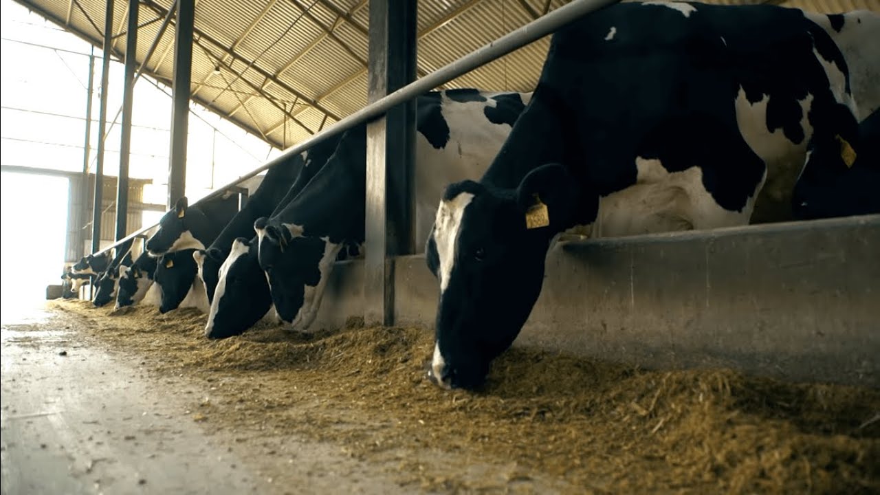 A Meki bemutatja: így működik egy fenntartható marha gazdaság