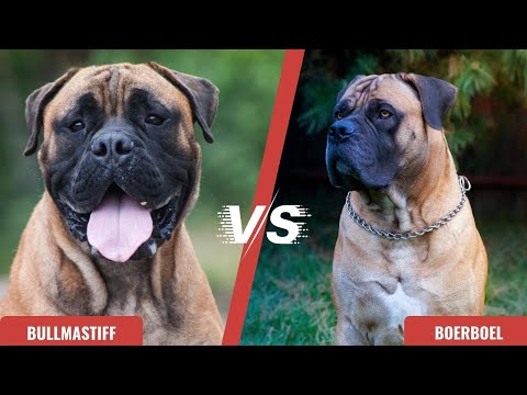 Video: boerboel