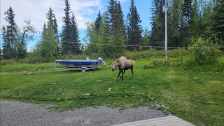 angry moose