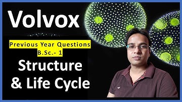 Volvox Structure and Life Cycle | Volvox asexual and sexual Reproduction | B.Sc. 1 | M.Sc. 1| NEET