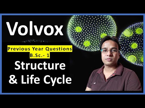 Volvox Structure and Life Cycle | Volvox asexual and sexual Reproduction | B.Sc. 1 | M.Sc. 1| NEET