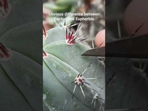 Video: Cactus Sap - Waarom sap my kaktus sap?