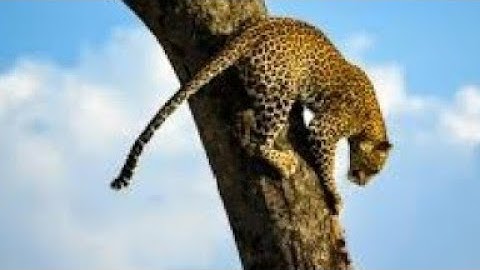 Unbelievable leopard tree climbing with prey